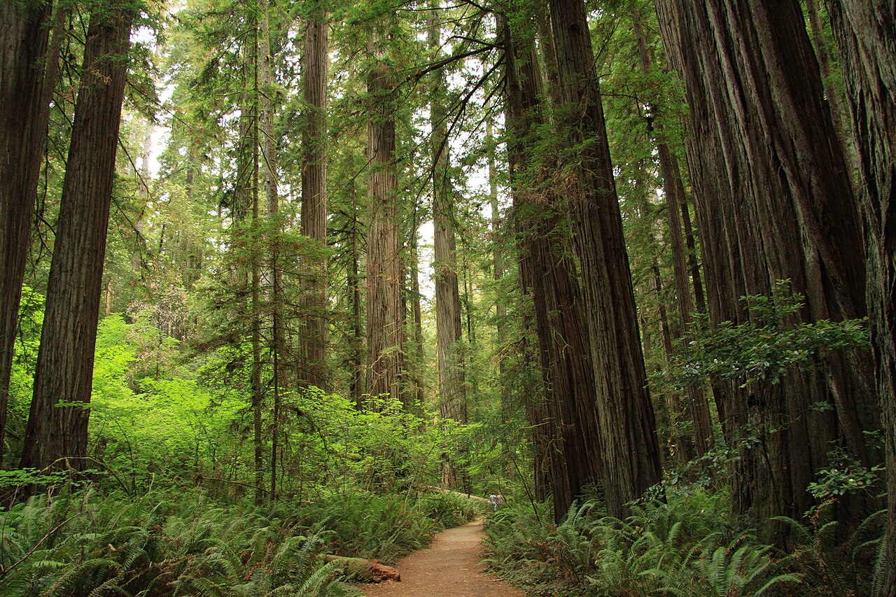 Jedediah Smith Redwoods State Park